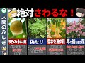 猛毒植物【ゆっくり解説】