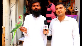 Birds Shop Visit Goal Market Karachi Fancy Birds House in Urdu/Hindi. screenshot 4