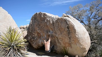 Joshua Tree - Little Chucky