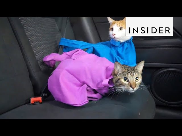 My New Lion Cat Carrier Bag (Video!) - Summer's Fabulous Cat Life