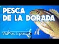 VIDEOS DE PESCA: Pesca de la Dorada 2018