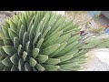 Agave de la reina Victoria 2° parte.