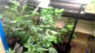 Grow big buds with me (beginning)