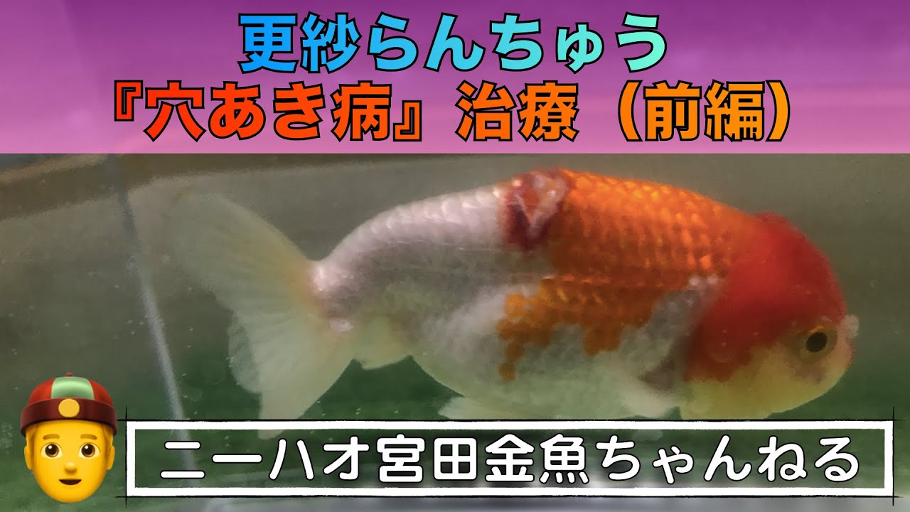 ニーハオ宮田 金魚ちゃんねる まさかの穴あき病 更紗らんちゅうを病気から救出せよ 前編 Youtube