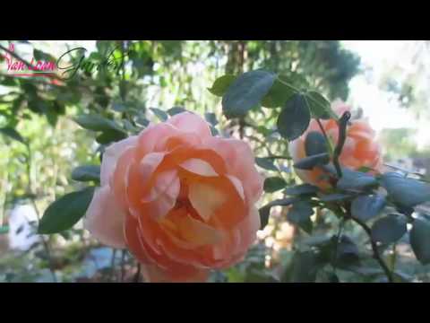 Video Hoa hồng ngoại Lady Of Shalott rose tại Làng Hoa Sa Đéc - youtube