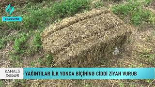 Biləsuvarda yağıntılar yonca sahələrinə ciddi ziyan vurub