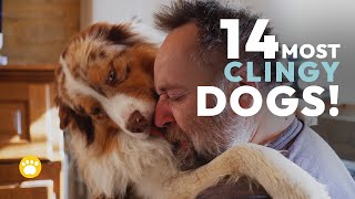 14 of the Most Clingy Dog Breeds