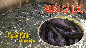 Mô hình nuôi cá lóc mang lại hiệu quả kinh tế