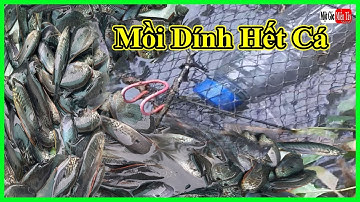 Bẫy Cá Sặc Dính Sạch Ao Bằng Mồi Đơn Giản, fish / Một Góc Miền Tây vlogs