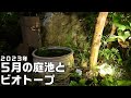 【池作り】2023年5月の庭池とビオトープ、二ホンミツバチ