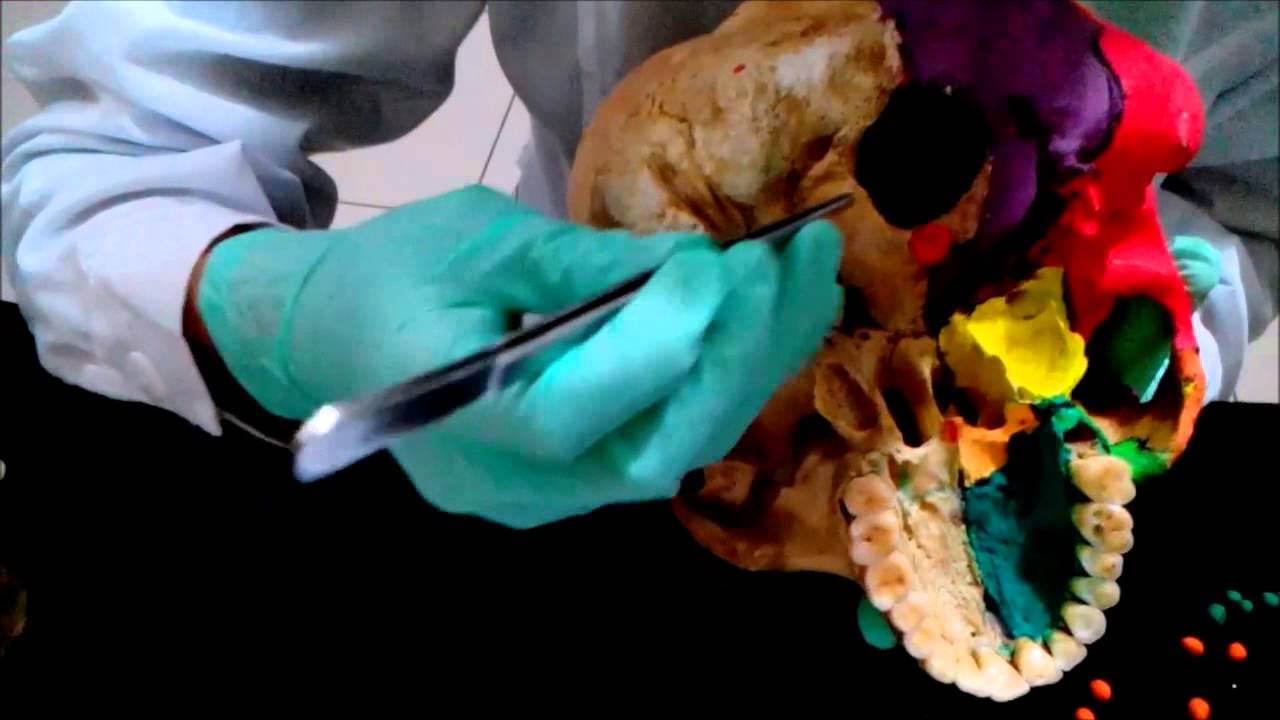 PUNTOS CRANEOMETRICOS. ODONT. ANAT. APL. USMP.F.NORTE 2015-II video phone beyonce mp3