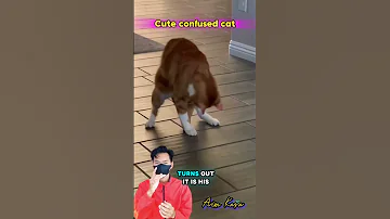 Cute Cat Confused With His Tail Funny Funnycat Popular2025 Shorts 