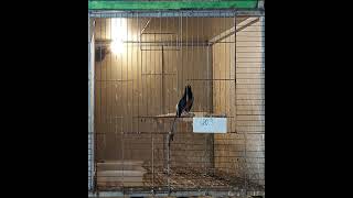 Lửa Bổi Đuôi Lụa Dài 20,3Cm Giá 17 45 Phạm Văn Đồng, Phường 3, Gò Vấp 0937719795-0939325037