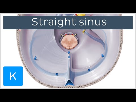 Straight Sinus (sinus rectus, tentorial sinus) - Human Anatomy | Kenhub Instructional Video