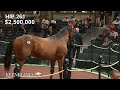 Hip 261 into mischief  nonna mia sells for 3  million at 2023 keeneland september