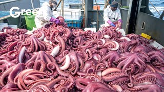 Octopus Fishing - How US Fisherman The Fishing of Tons of Octopus | Agriculture Technology