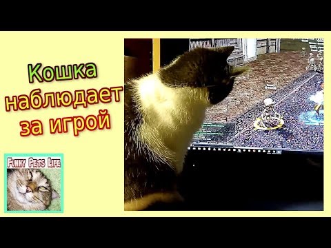 Кошка-наблюдает-за-компьютерной-игрой-у-монитора.