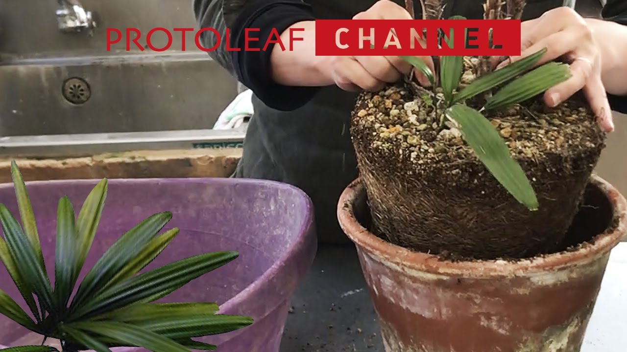 ガーデニング 棕櫚竹を同じ鉢に植え替える Youtube