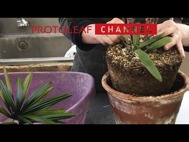 ガーデニング】棕櫚竹を同じ鉢に植え替える - YouTube