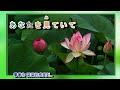 浪花恋唄