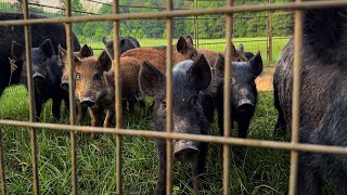 HEAVIEST wild boar in 7 years with a LARGE sounder.