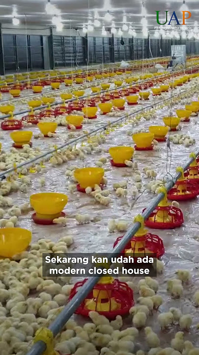 AYAM BROILER CAPAI 2KG HANYA 30 HARI? #shorts #peternakanayam #broiler #kandangmodern #chickenfarm