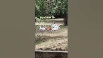 Wow Amazing White Deer 🦌 #animals #rahulraaz #wildlife #trending #funny #viral #shorts #shortsfeed