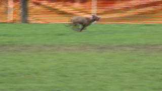 Pit Bull Doing Lure Course