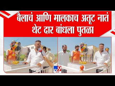 Pune | मालक आणि बैलाचं अतूट नातं, शेतकऱ्यांने घराच्या प्रवेशद्वारा समोर शाहीर बैलाचा पुतळा बसवला
