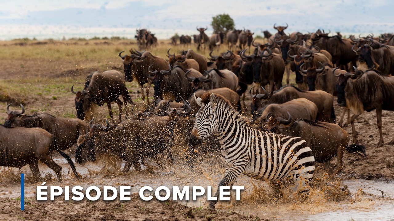 Combattre le Kalahari et le Cratère de l’Abondance Fragile | Horizons sauvages d'Afrique 105+106