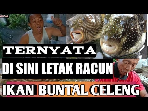 CARA MENGHILANGKAN RACUN IKAN BUNTAL/Traditional cooking pufferfish