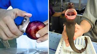 Cookiecutter Shark 🦈 It BITES Out Chunks! @1MinuteAnimals