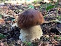 Замечательная поляна грибов подосиновиков и белые грибы еловые!