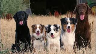 Anjing pasti KUMPUL dengar suara ini!!!