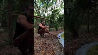 Crocodile eats a rack of ribs