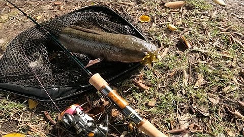 Câu cá lóc hồ Út Lệ với bộ mồi mềm chì chạy