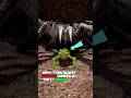 Why This Giant Spider Keeps a "Pet" Frog 🕷️🐸