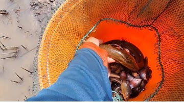 Nước dựt,Thăm Lú trên ruộng.dính.Lươn khủng.##trending #fishing.#vlog #mientay.