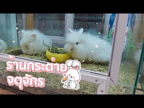 ร้านกระต่าย Rabbit World จตุจักร