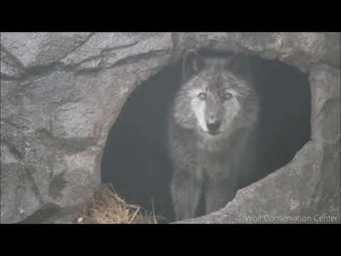 Black Wolf Howls to the Thunder.  . . . ВОЛК!