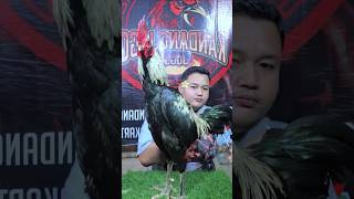 ayam bangkok jepun atau ayam bk jepun #ayam #chicken #animals #funny #fyp