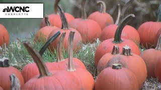 Schiele Museum brings the pumpkins!