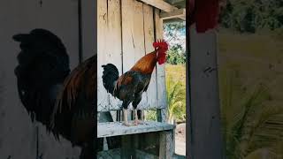 Karokoooo. Kooooooooooooooooooo