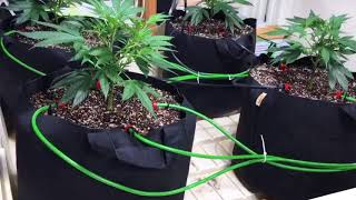 Growing Indoors: Romulan Grapefruit