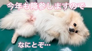 今年もなんとかこれで、注射をまぬがれたい…【ポメ犬のモコちゃん、動物病院の日常】