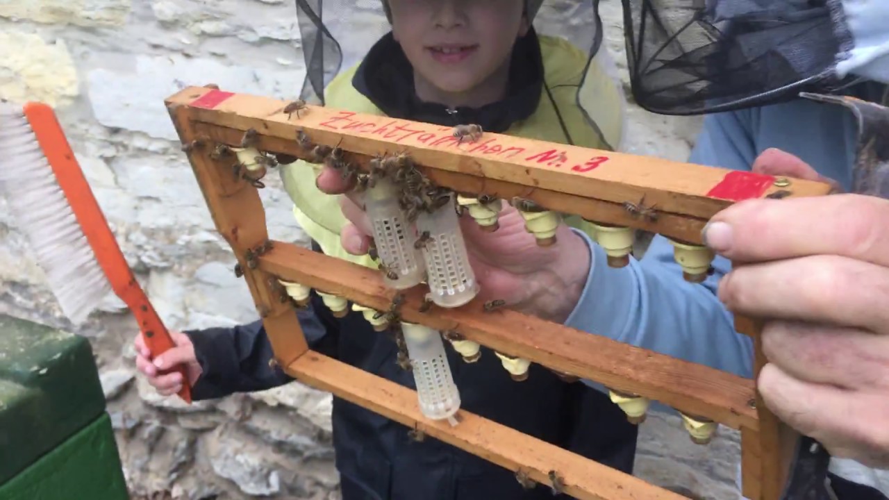 die ersten Königen 2018, первый матки сезона 2018