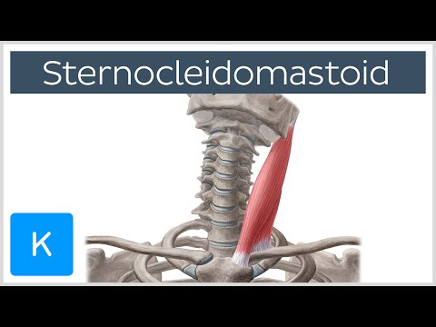 Sternocleidomastoid Muscle: Function & Anatomy - Human Body | Kenhub