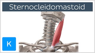 Sternocleidomastoid Muscle: Function & Anatomy - Human Body | Kenhub screenshot 2
