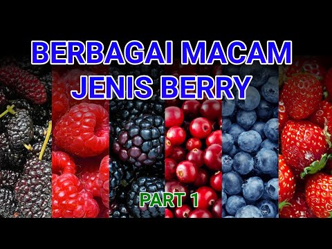 Video: Berry liar. Nama beri hutan (blueberry, buah batu, lingonberry, blueberry, cranberry)