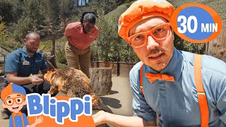Blippi’s Fun Zoo Day | Blippi 1 HR | Moonbug Kids - Fun Stories and Colors